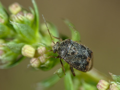 Charagochilus gyllenhalii