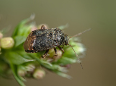 Charagochilus gyllenhalii