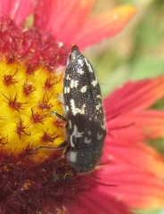 Acmaeodera obtusa