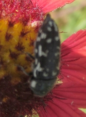 Acmaeodera obtusa