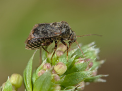 Charagochilus gyllenhalii