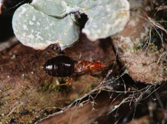 Loricula elegantula