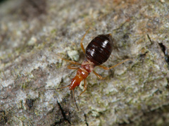Loricula elegantula