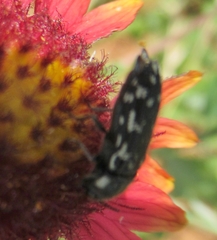 Acmaeodera obtusa