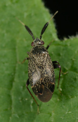Atractotomus
