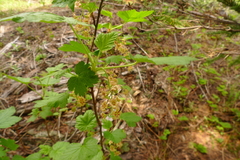 Ribes acerifolium