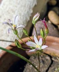 Brodiaea matsonii
