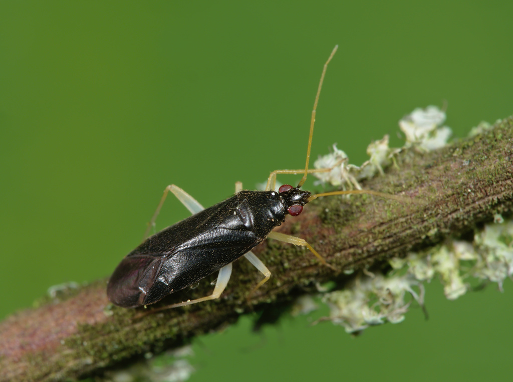 Phylus coryli
