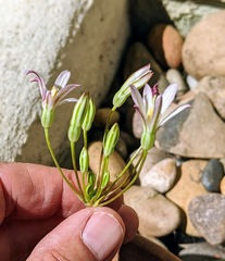 Brodiaea matsonii