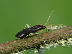 Phylus coryli