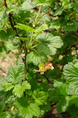 Ribes watsonianum