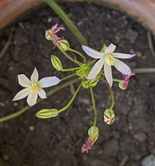 Brodiaea matsonii