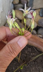 Brodiaea matsonii