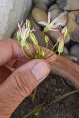 Brodiaea matsonii