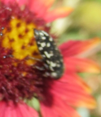 Acmaeodera obtusa