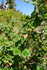 Ribes watsonianum