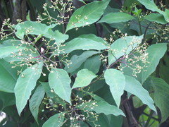 Palicourea pubescens image