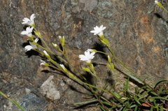 Cerastium utriense