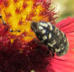 Acmaeodera obtusa