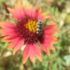 Acmaeodera obtusa