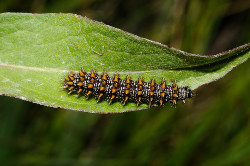 Southern Heath Fritillary