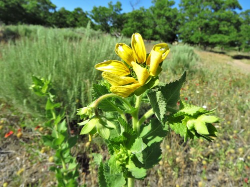 Image of Berlandiera texana by (c) Annika Lindqvist, some rights reserved (CC BY)