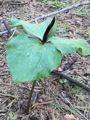 Trillium angustipetalum