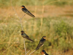 Hirundo rustica
