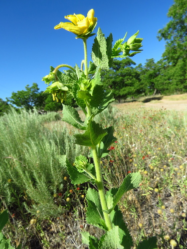 Image of Berlandiera texana by (c) Annika Lindqvist, some rights reserved (CC BY)