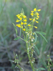 Melilotus sulcatus