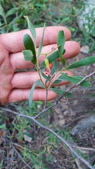 Grevillea linsmithii