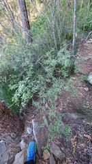Grevillea linsmithii