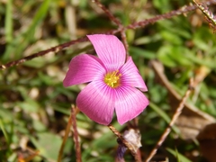 Oxalis hispidula