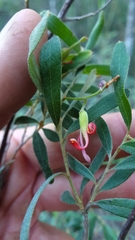 Grevillea linsmithii
