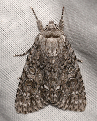 Acronicta impleta