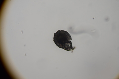 Zivkovicia compressa