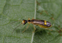 Malthinus seriepunctatus