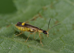 Malthinus seriepunctatus