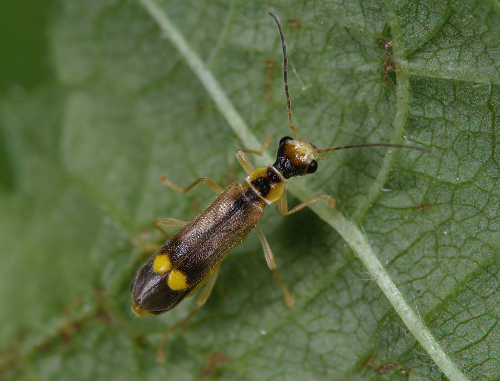 Malthinus seriepunctatus
