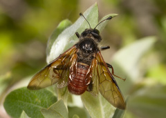 Trichiosoma triangulum