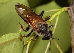 Trichiosoma triangulum