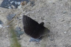 Erynnis persius borealis
