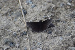 Erynnis persius borealis