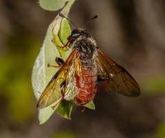 Trichiosoma triangulum