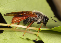 Trichiosoma triangulum