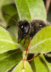 Trichiosoma triangulum