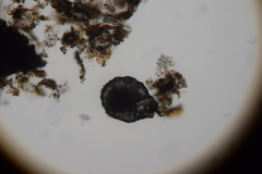 Zivkovicia compressa