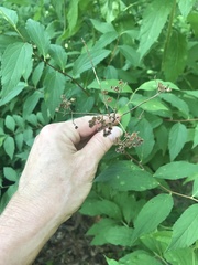 Filipendula ulmaria