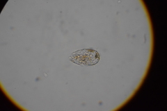 Euglypha