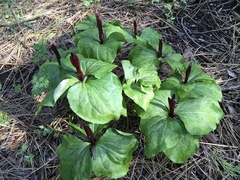 Trillium angustipetalum